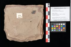 Foto (Objekt + Etikett) von Asterocalyx styriacus Ettingshausen (NHMW-GEO-2024-0188-0414)